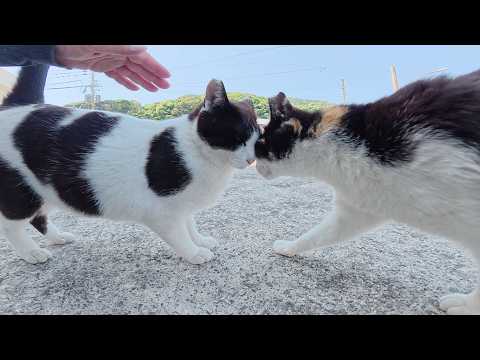 嫉妬深い猫達がライバルを追い払って競うように甘えてきた(YouTube)