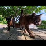 猫島の坂道の途中にある無料屋外カフェ、座った瞬間…猫たちが続々集まってきて幸せすぎた(YouTube)