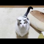 歩くと効果音が聞こえてくる猫(YouTube)