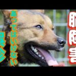 【小脳疾患】常同障害と診断され治療中ですがもっと深刻な障害と思います(YouTube)