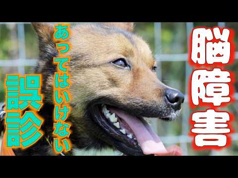 【小脳疾患】常同障害と診断され治療中ですがもっと深刻な障害と思います(YouTube)