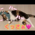 靴下が臭すぎて堪らないメス猫(YouTube)