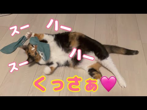 靴下が臭すぎて堪らないメス猫(YouTube)