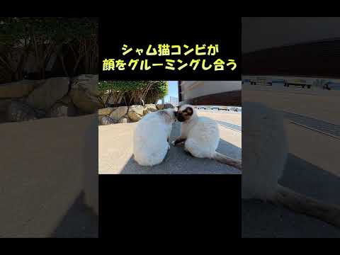 シャム猫コンビが顔をグルーミングし合う #猫 #ねこ #cat(YouTube)