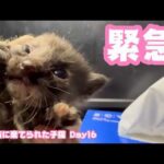 緊急！ ゴミ箱に棄てられた子猫 キンちゃん　Day16  2026 05 02 1(YouTube)