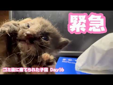 緊急！ ゴミ箱に棄てられた子猫 キンちゃん　Day16  2026 05 02 1(YouTube)