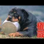 【銀蔵を探せ】6月6日9時　錦織公園に集合してください！(YouTube)