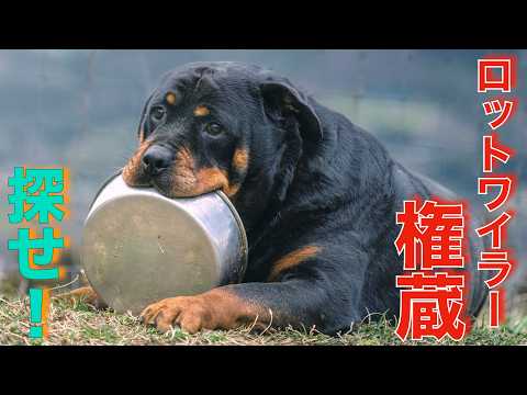 【銀蔵を探せ】6月6日9時　錦織公園に集合してください！(YouTube)