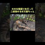 大きな寝返りを打って二度寝するボス猫ちゃん #猫 #ねこ #cat(YouTube)