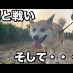 6年間鎖で繋がれた犬、病との戦い・・・【完結編】(YouTube)