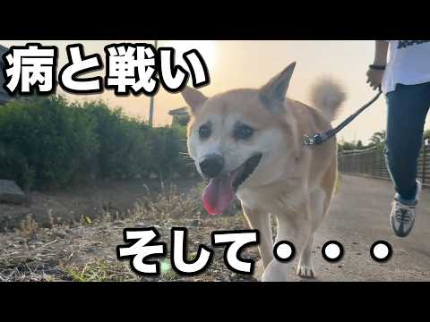 6年間鎖で繋がれた犬、病との戦い・・・【完結編】(YouTube)