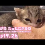 お耳がね たっただからね  ゴミ箱に棄てられたキンと訳ありで保護されたクリ Day19,26  2026 05 05 2(YouTube)