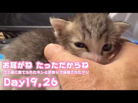 お耳がね たっただからね  ゴミ箱に棄てられたキンと訳ありで保護されたクリ Day19,26  2026 05 05 2(YouTube)