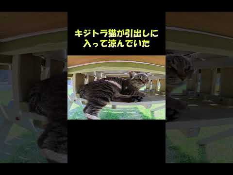 キジトラ猫が引出しに入って涼んでいた #猫 #ねこ #cat(YouTube)