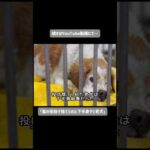 嵐の夜に投げ棄てられた下半身マヒの老犬(YouTube)