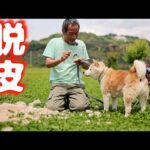 【柴犬】ブラッシングしてるだけの動画(YouTube)