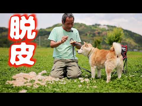 【柴犬】ブラッシングしてるだけの動画(YouTube)