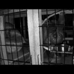 フタユビナマケモノ、夜間のようす：大島公園動物園(YouTube)