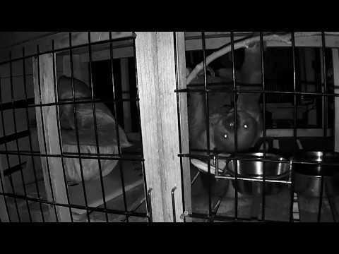 フタユビナマケモノ、夜間のようす：大島公園動物園(YouTube)