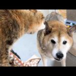 犬と猫大家族のご飯タイムは朝からこんな感じです(笑)(YouTube)