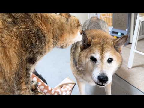 犬と猫大家族のご飯タイムは朝からこんな感じです(笑)(YouTube)