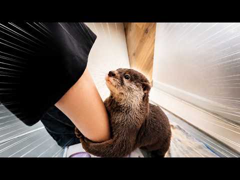 ママのズボンから中に入ってこようとするカワウソw(YouTube)