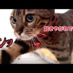 女王猫から手厳しいモーニングコール頂きました（起床予定2時間前）(YouTube)