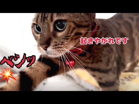 女王猫から手厳しいモーニングコール頂きました（起床予定2時間前）(YouTube)