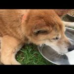 カツオくん少し体調崩してます(YouTube)