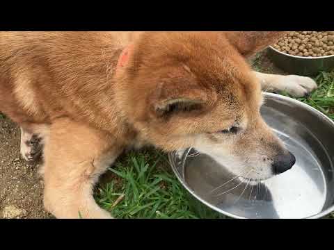 カツオくん少し体調崩してます(YouTube)