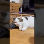 枕を置いてくれてありがとう(YouTube)