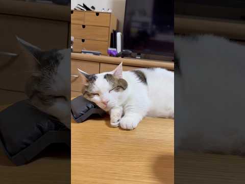 枕を置いてくれてありがとう(YouTube)