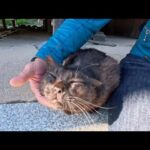 連休だけど誰も居ない神社に行くと人懐っこい黒猫ちゃんがいました(YouTube)