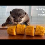 カワウソにトウモロコシあげたら食べ方が可愛すぎた　Otter Eats Corn on the Cob in the Cutest Way(YouTube)