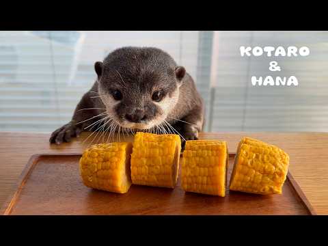 カワウソにトウモロコシあげたら食べ方が可愛すぎた　Otter Eats Corn on the Cob in the Cutest Way(YouTube)