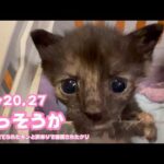 だっそうか？ ゴミ箱に棄てられたキンと訳ありで保護されたクリ     Day20,272026 05 06 1(YouTube)
