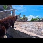 猫島の丘の上にある神社に階段下で出会った猫と一緒に参拝してきた(YouTube)