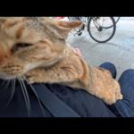 島の役場前にいた猫ちゃん、撫でると足元に擦り寄ってきて動けないので椅子に座ったら膝の上に乗ってきた(YouTube)