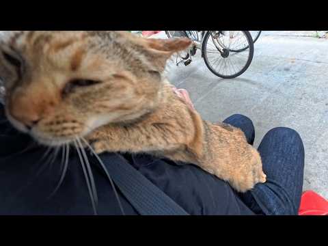 島の役場前にいた猫ちゃん、撫でると足元に擦り寄ってきて動けないので椅子に座ったら膝の上に乗ってきた(YouTube)