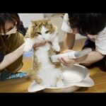 大人しくお腹の毛を刈られるぬいぐるみ(YouTube)