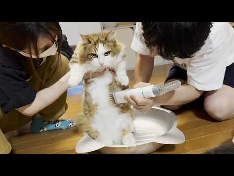大人しくお腹の毛を刈られるぬいぐるみ(YouTube)