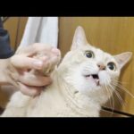 エリザベスカラーを付けて凶暴な猫の爪を切った結果・・・(YouTube)