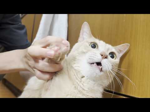 エリザベスカラーを付けて凶暴な猫の爪を切った結果・・・(YouTube)