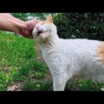 公園の草むらで寝ていた猫ちゃん、顔を見ると起きてきてゴロゴロ言って甘えてきた(YouTube)