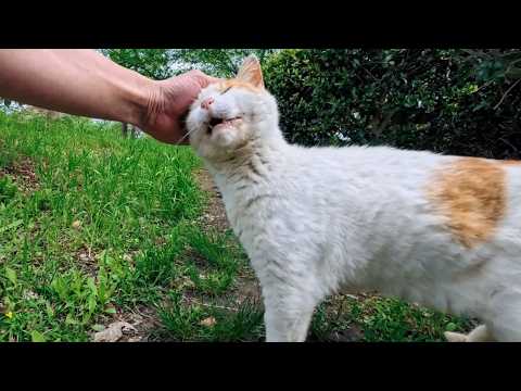 公園の草むらで寝ていた猫ちゃん、顔を見ると起きてきてゴロゴロ言って甘えてきた(YouTube)
