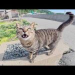 ダミ声で「マイクをよこせ～」と要求してくるキジトラ猫(YouTube)