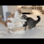 兄にちょっかいかけたらいつも通り100倍返しされたはなちゃんwww(YouTube)