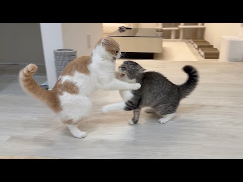 兄にちょっかいかけたらいつも通り100倍返しされたはなちゃんwww(YouTube)