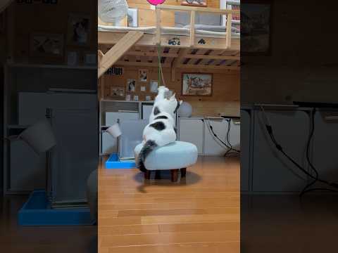オラ、オラオラ、オラ、オラ、オラオラオラ、何？(YouTube)