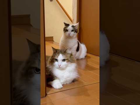 何の鳴き声？(YouTube)
